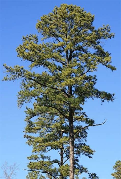 5 Common Kinds Of Pine Trees In Tennessee Progardentips