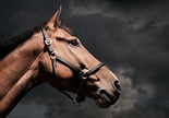Horse Photographer | EQSP Equine Photography | Midlands UK