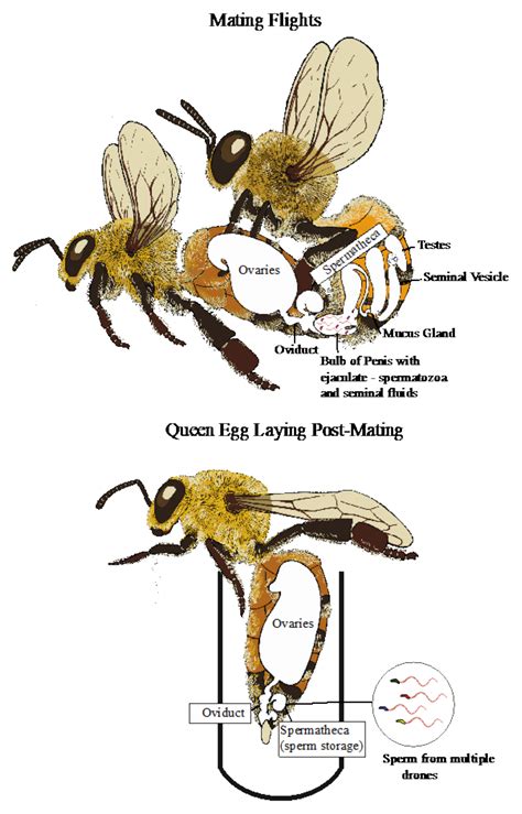 Queen Honey Bee Mating
