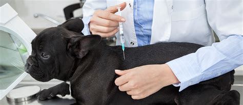 Puppy Shot Schedule Importance Of Vaccination Pet Side