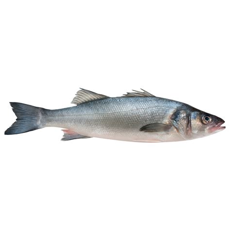 Sea Bass Dicentrarchus Labrax