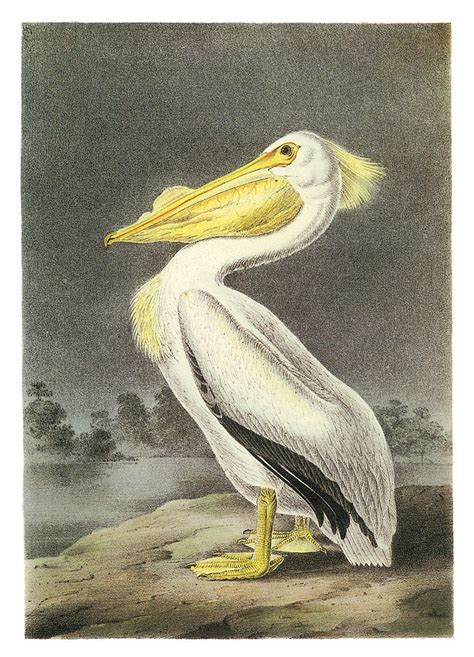 American White Pelican Painting By John James Audubon