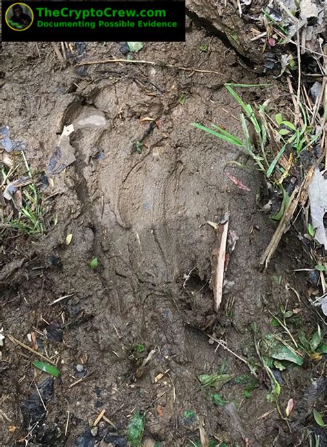 Possible Bigfoot Evidence Southeast Kentucky ~ The Crypto Crew