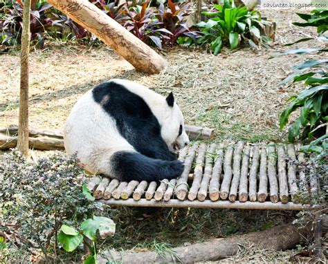Entree Kibbles Giant Panda Forest Saying Hi To Kai Kai And Jia Jia