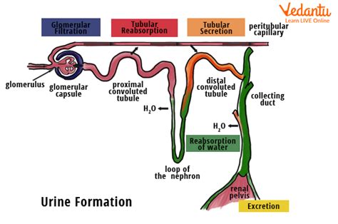 Mechanism Of Urine Formation Important Concepts For Neet