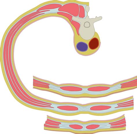 Abdominal Wall Transverse Section Anatomytool