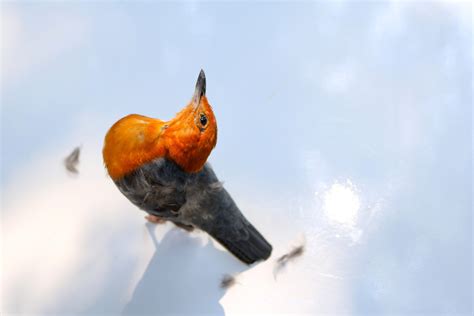 The most famous songs in the Bible