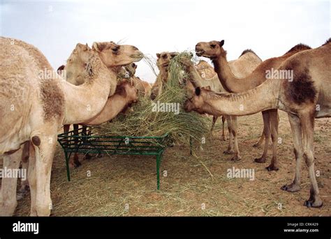 What do camels eat? - proquestyamaha.web.fc2.com