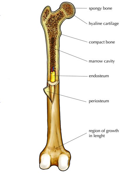 Labeling portions of a long bone. Structure of Long Bone | Animal Systems