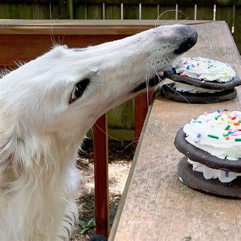 Meet Eris The Borzoi Dog With An Unusually Long Snout Funny Wallpaper 7
