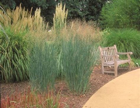 Native Grasses For Gardens