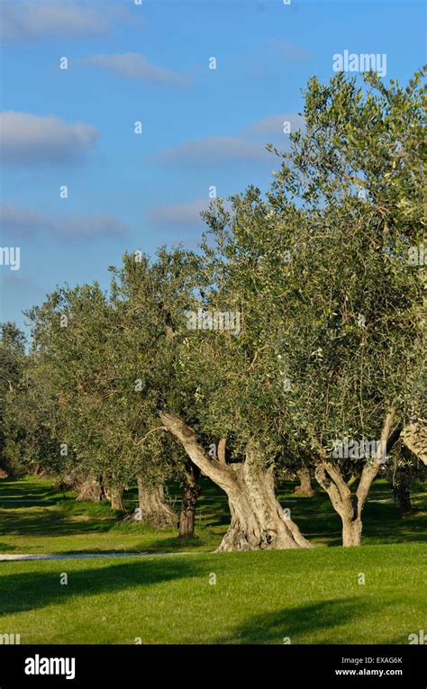 Olive Olea Europaea Tuscan Olive Tree Hi Res Stock Photography And