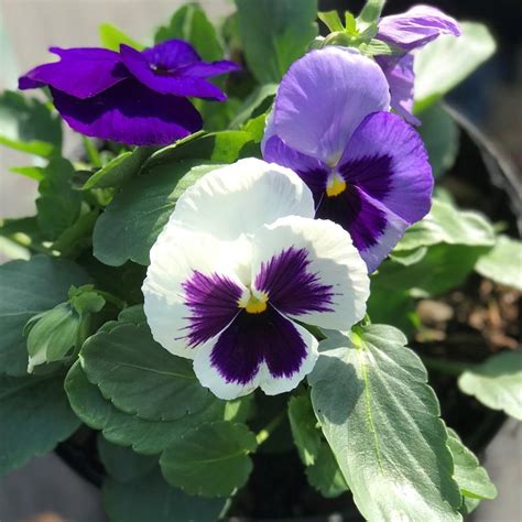 Pansy Matrix Ocean Breeze Pansy From Saunders Brothers Inc