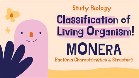 Monera Bacteria Characteristics And Structure Classification Of
