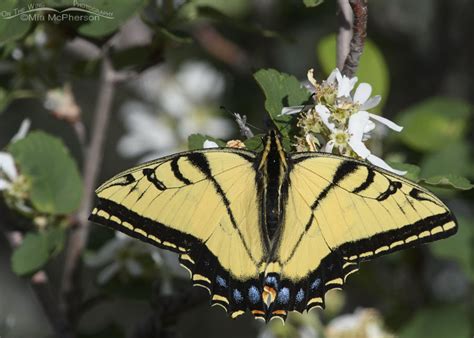 Two Tailed Swallowtail Butterfly On Serviceberry Blooms Close Up On