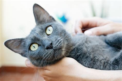 Russian Blue Cat Breed Information And Characteristics