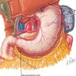 The inferior vena cava carries blood from the lower body to the heart. Arteries of Stomach, Liver and Spleen Blood Supply of Stomach and Duodenum