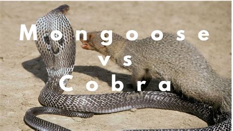 Mongoose Vs Cobra Youtube