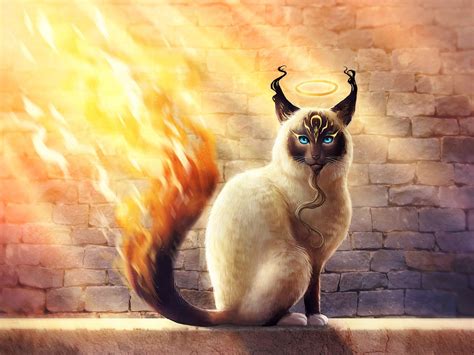 magic cat wallpapers top free magic cat backgrounds w