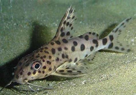 Featured Freshwater Fish Pictus Catfish Aquariumpros Inc Minnesota