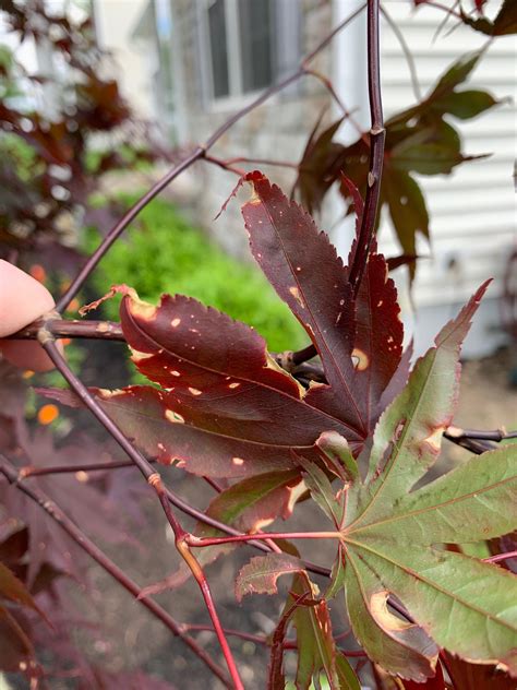 Diagnosis Needed In Japanese Maple Leaf Damage Happens Every Year