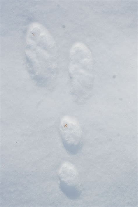 Hare Sign How To Identify Snowshoe Hare Tracks Archives Mynature Apps