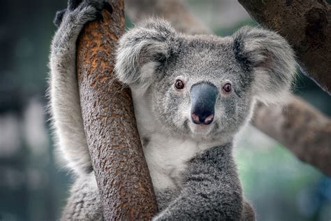 Things You Didn T Know About Koalas