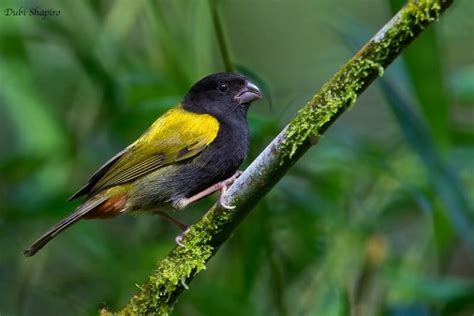 Birds Of Jamaica