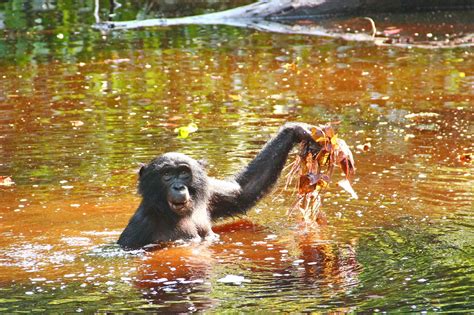 Observations Of Bonobos In The Congo Basin Foraging In Swamps For