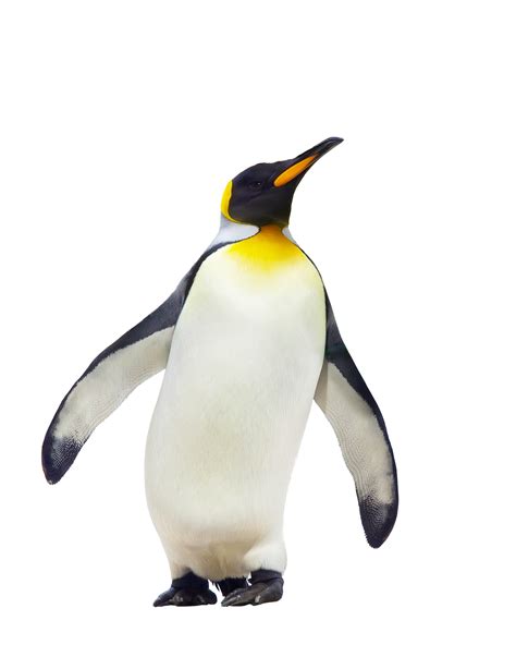 Imagen Transparente Pingüino Png Arts