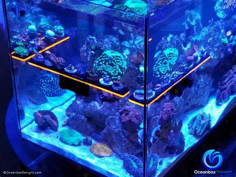 We did not find results for: GLO™ Magnetic Mini Frag Racks - Oceanbox Designs® - Oceanbox Designs, LLC
