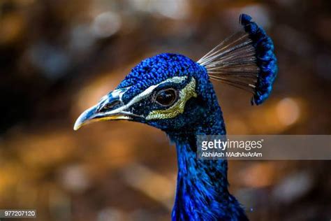 India Blue Peacock Photos And Premium High Res Pictures Getty Images