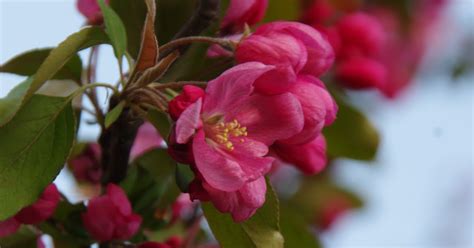 Pink Flowering Tree Identification Ontario 15 Trees Every Outdoor