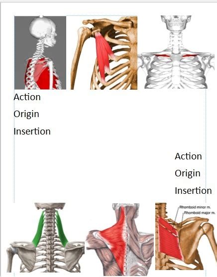 Muscles In The Shoulder Girdle Diagram Quizlet