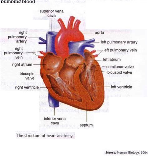 Structure Of Heart Anatomy And Blood Pathway In Heart New Science Biology