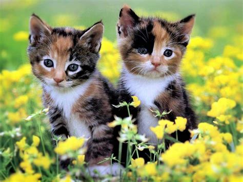 Colorful Kitten Yellow Flowers Live Wallpaper Hd Kittens Cutest
