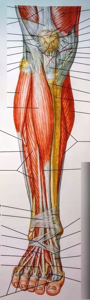 Muscles Of Leg Superficial Anterior View Diagram Quizlet