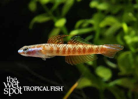 Stiphodon Cf Rutilaureus Tropical Freshwater Fish For Sale Online