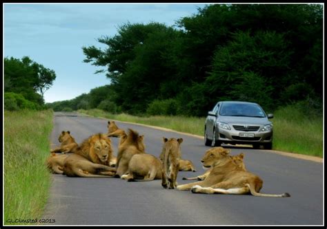 Lions On The Road At Kruger National Park Geogypsy