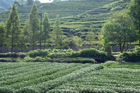 William claude dukenfield was the eldest of five children born to cockney immigrant james dukenfield and philadelphia native kate felton. The Dragon Well Tea Fields - Hangzhou (China) - World for ...