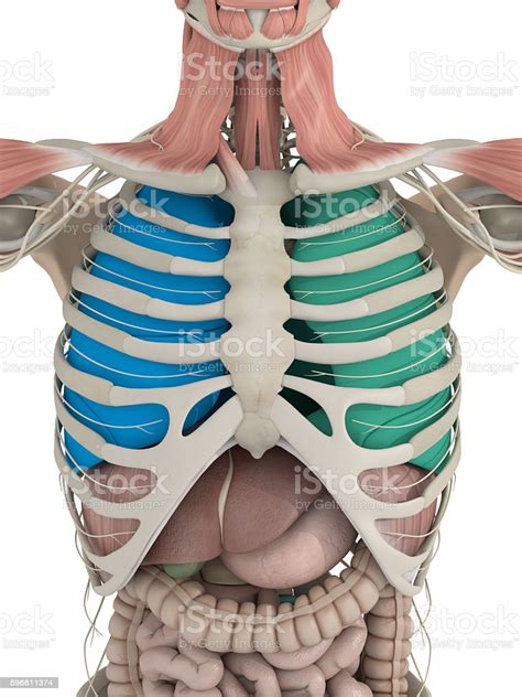 The functioning of both of these is very vital for life. Anatomy Color Coded Lungs Inside Rib Cage 3d Illustration ...