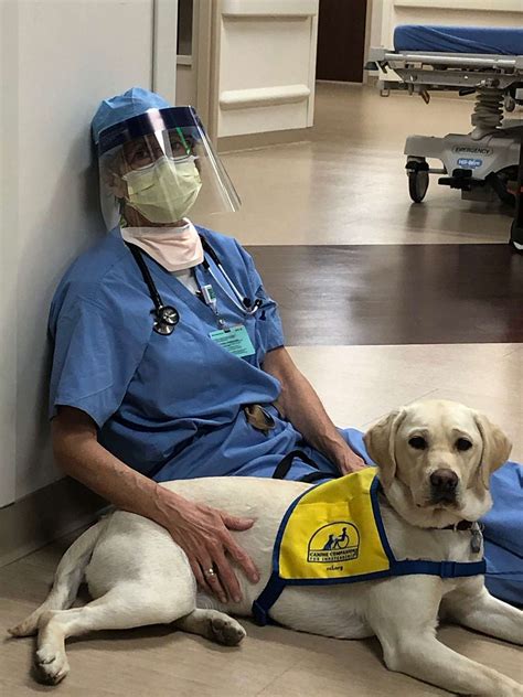 Therapy Dog Brings Joy To Emergency Room Workers At Hospital