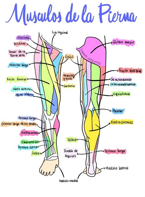 Músculos De La Pierna Anatomia Y Fisiologia Humana Anatomia Y