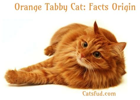 Orange Tabby Cat Facts Origin Behaviour Catsfud