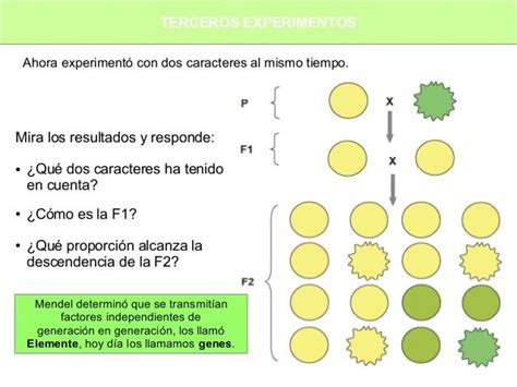 Tema 3 Experimentos De Mendel