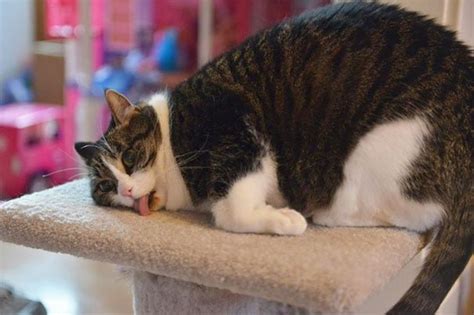 25 Hilarious Photos Of Cats High On Catnip Bouncy Mustard
