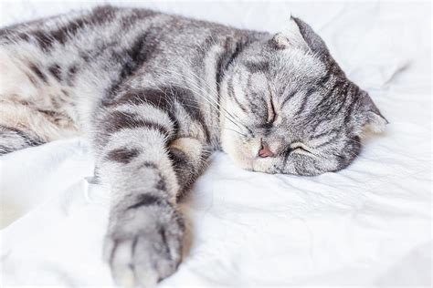 A Gray Scottish Fold Cat Sleeps On A Bed In A Sheet Photograph By