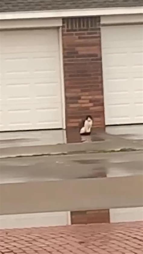 The Dodo On Twitter Woman Watches Her Neighbors Abandon Their Senior