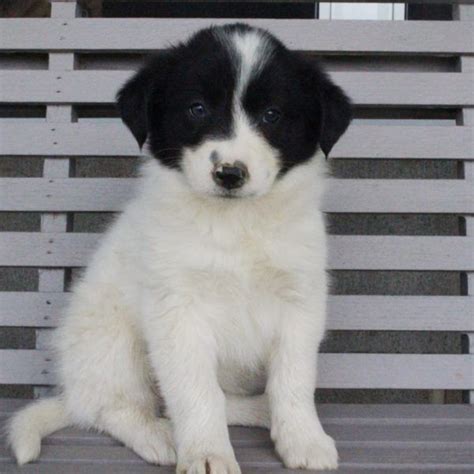 This is simply a term to describe a smaller than average version of the breed. Border Collie Puppies For Sale | Canton, OH #204802