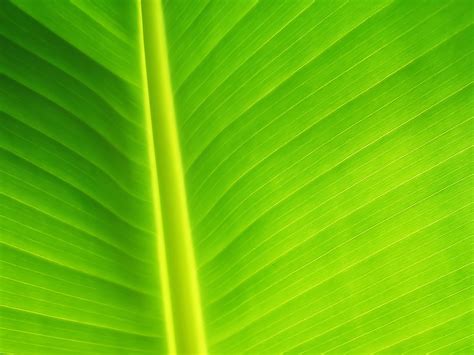 Banana Leaf Images Free Pixelstalknet